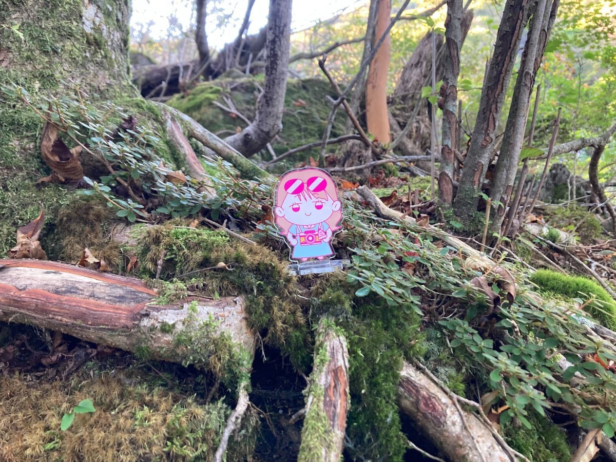 苔むした木の根の上に乗せられたアクリルスタンドのヨネチ。
