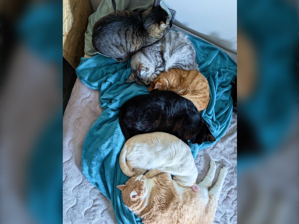 ブランケットの上に猫が6匹集まり、丸まって眠っている様子。